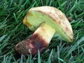 16 Boletus impolitus